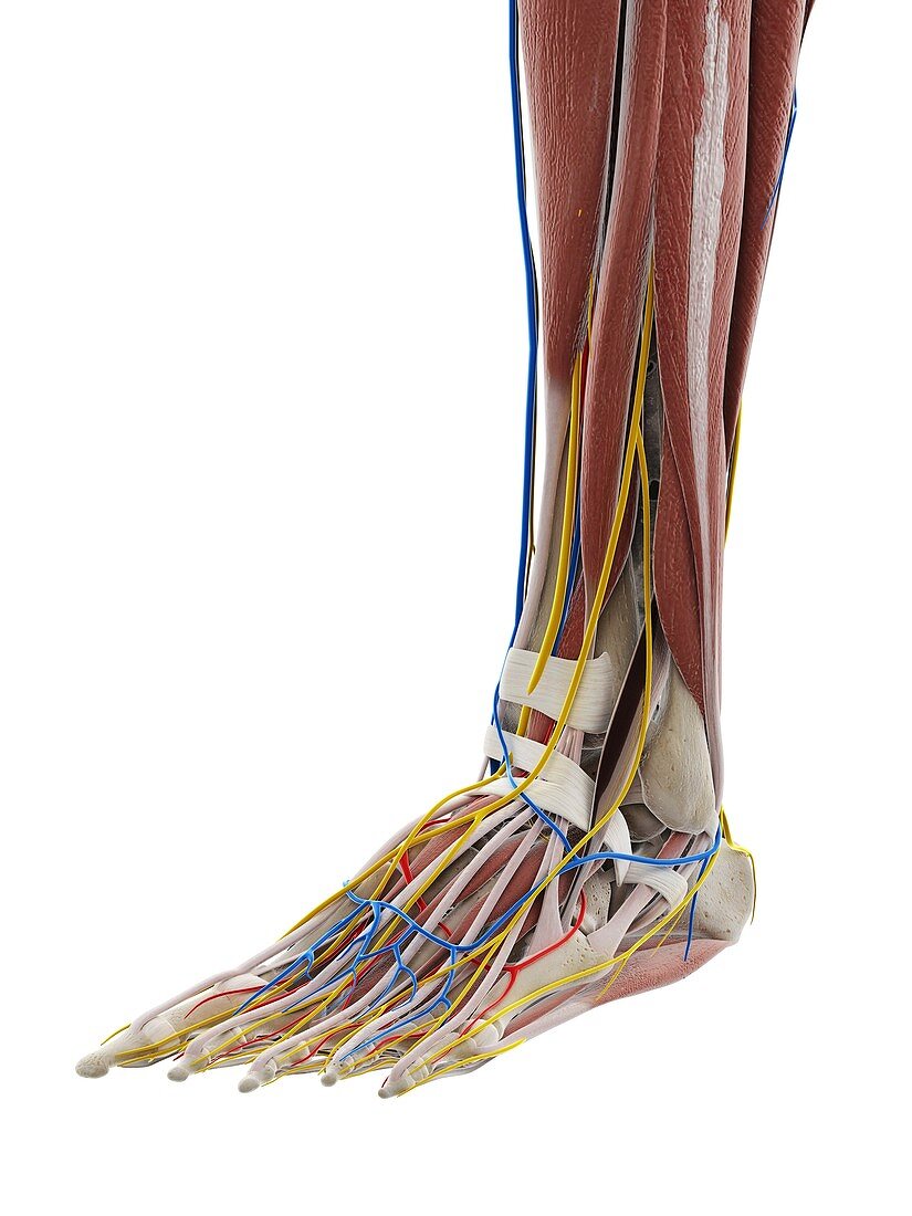 Anatomy of the foot, illustration