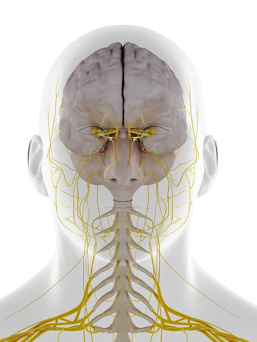 Dura mater of the brain, illustration