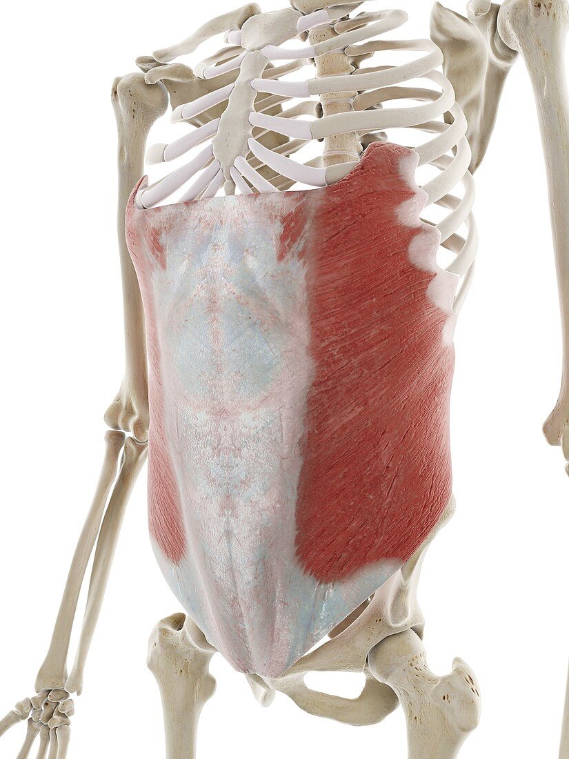 External oblique abdominal muscle, illustration