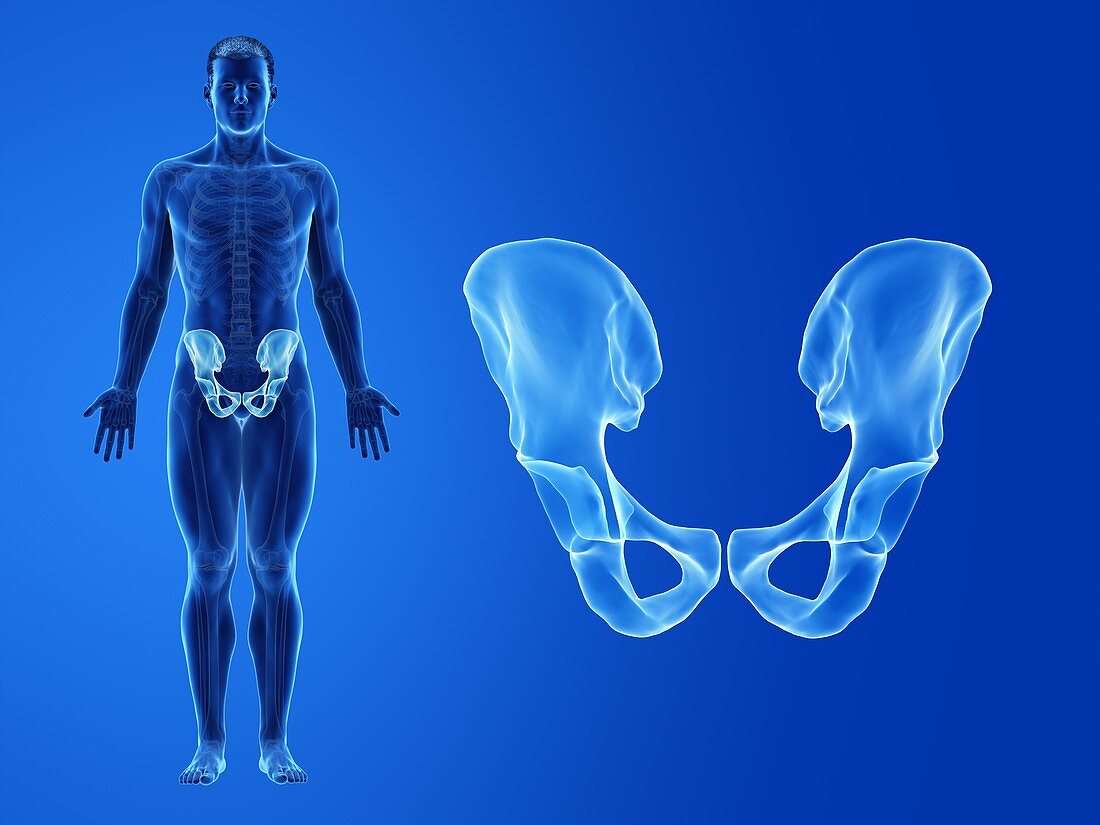 Human hip bone, illustration