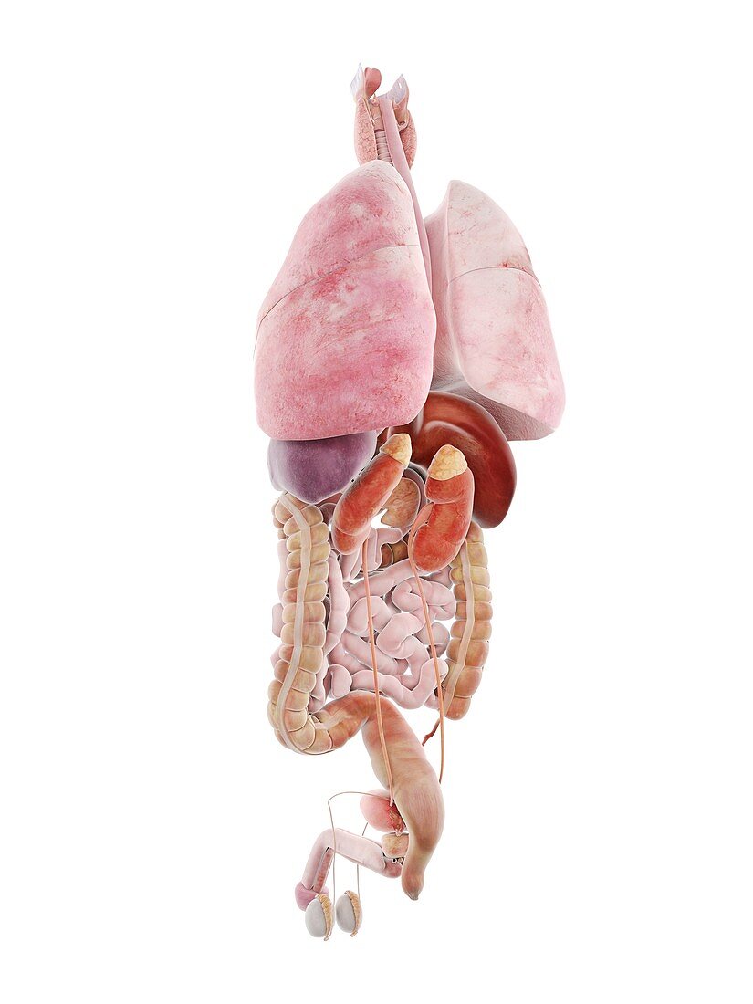 Human internal organs, illustration