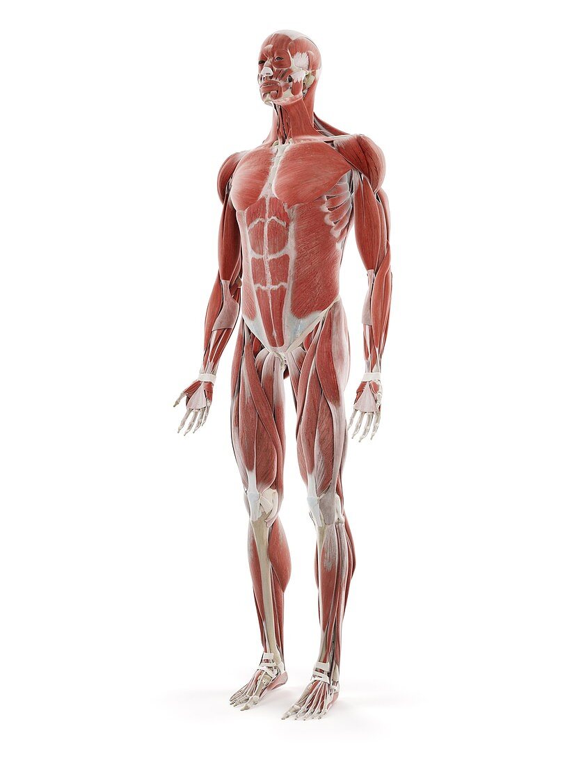 Human muscle system, illustration