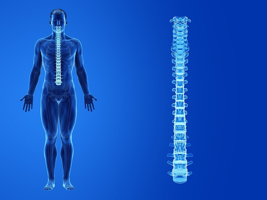 Human spine, illustration