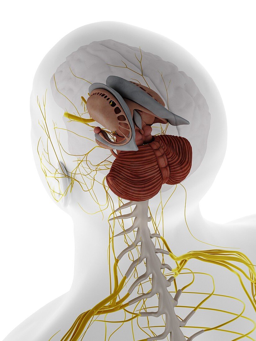 Internal brain anatomy, illustration