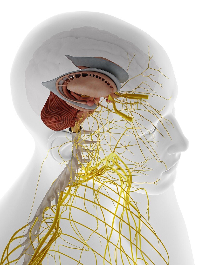Internal brain anatomy, illustration