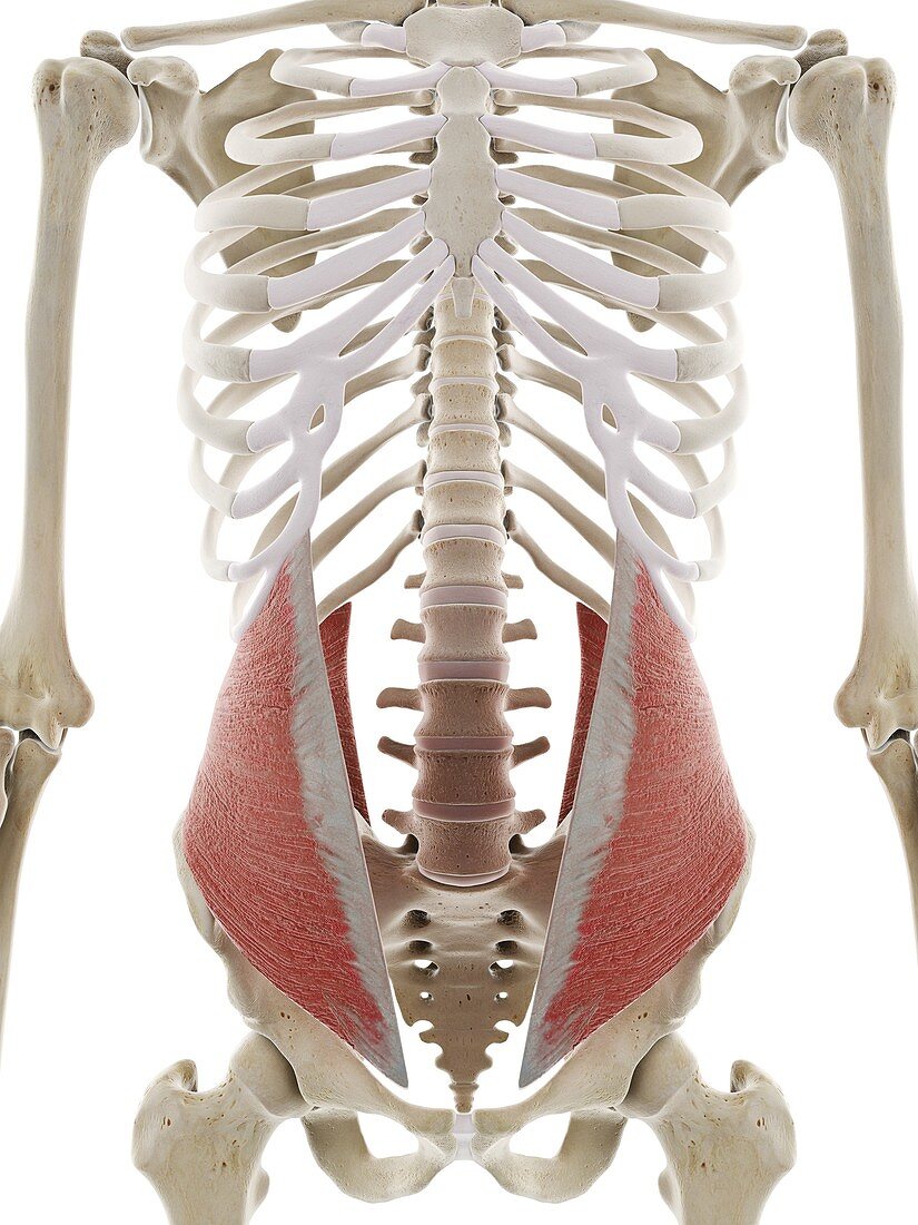 Internal oblique abdominal muscle, illustration