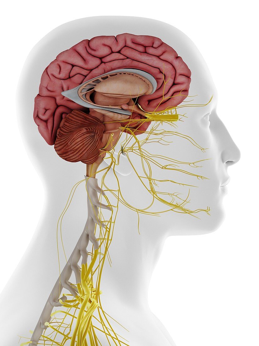 Lateral internal brain anatomy, illustration