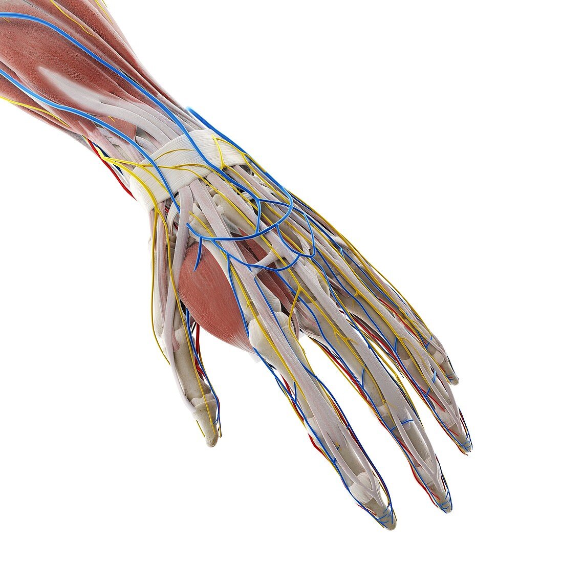 Anatomy of the hand, illustration