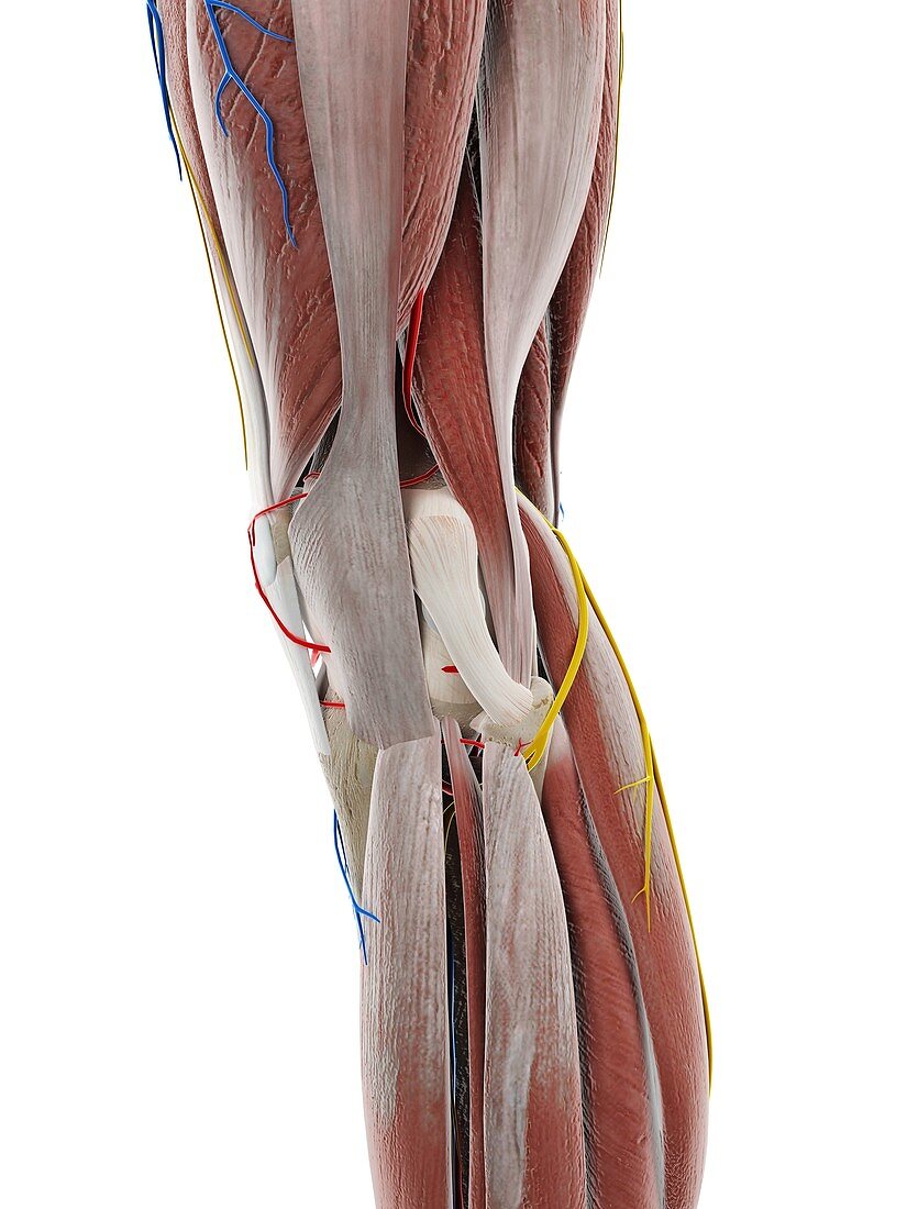 Anatomy of the knee, illustration