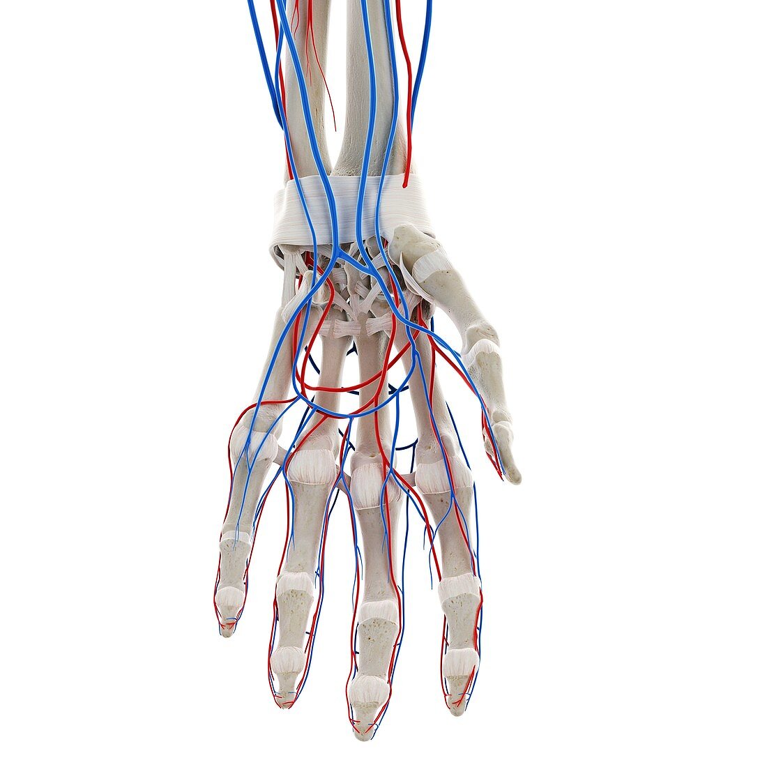 Blood vessels of the hand, illustration