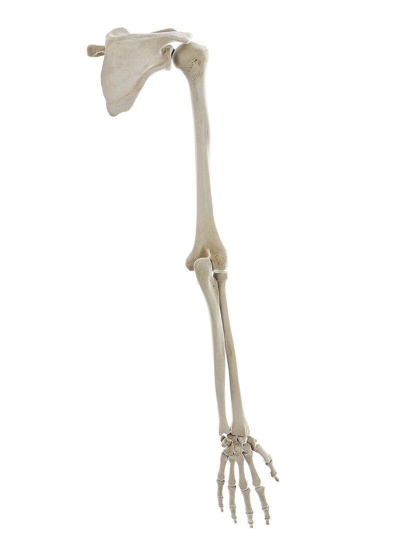 Bones of the arm, illustration