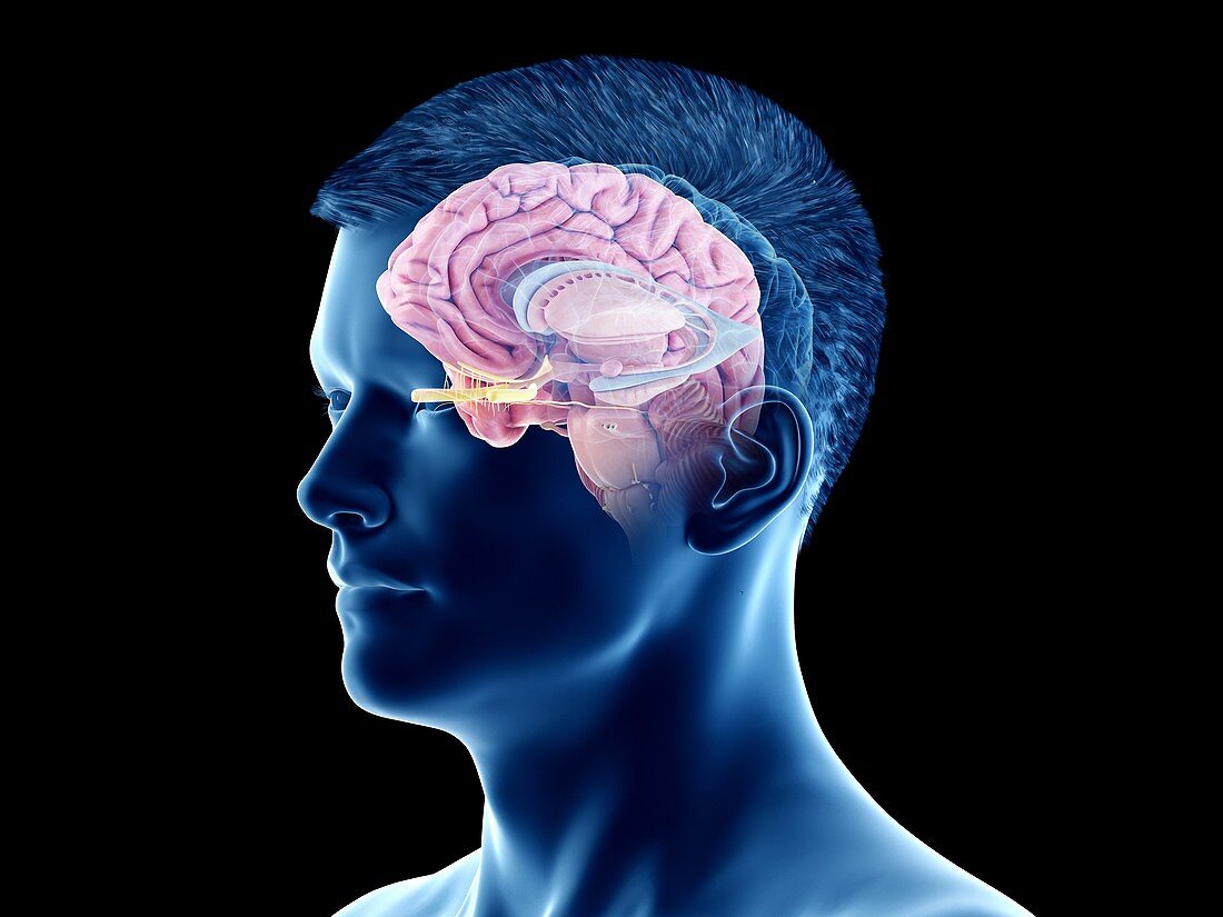 Brain anatomy, illustration