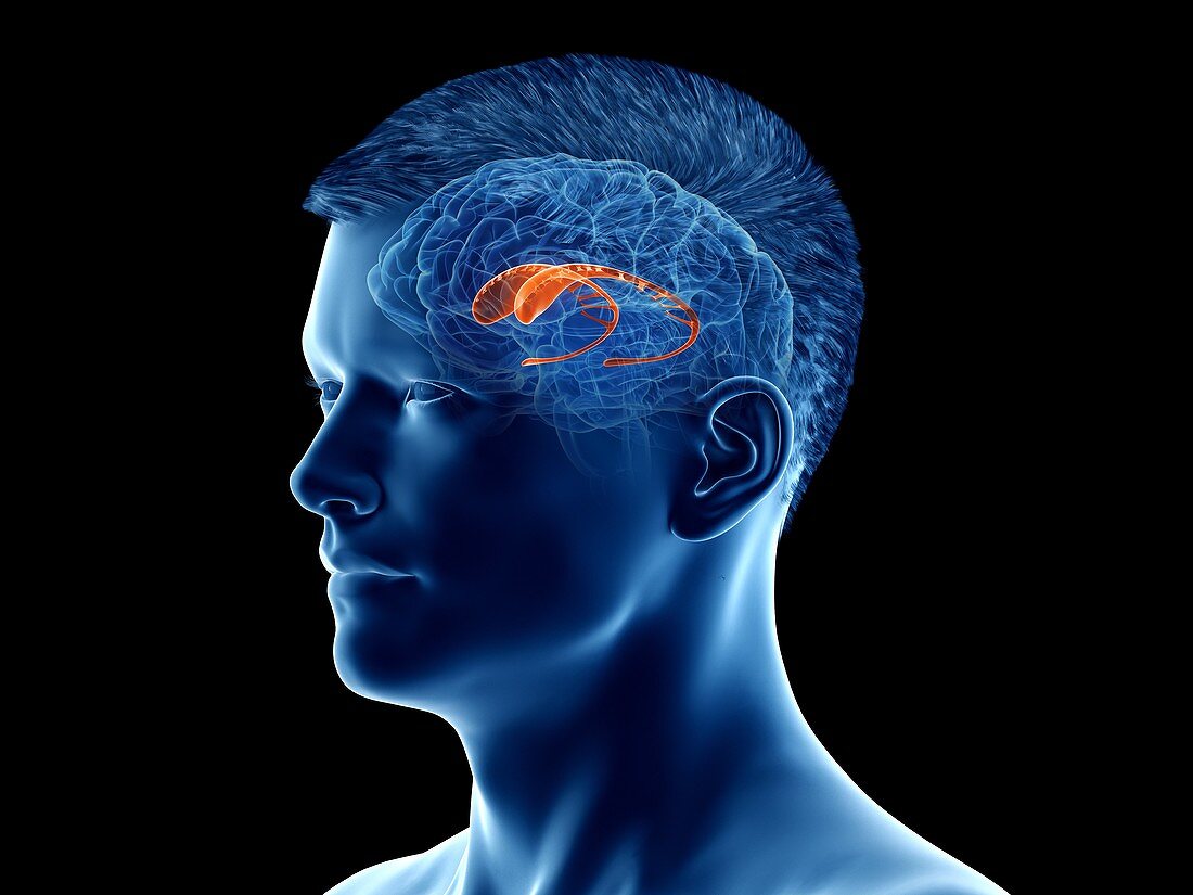Caudate nucleus of the brain, illustration