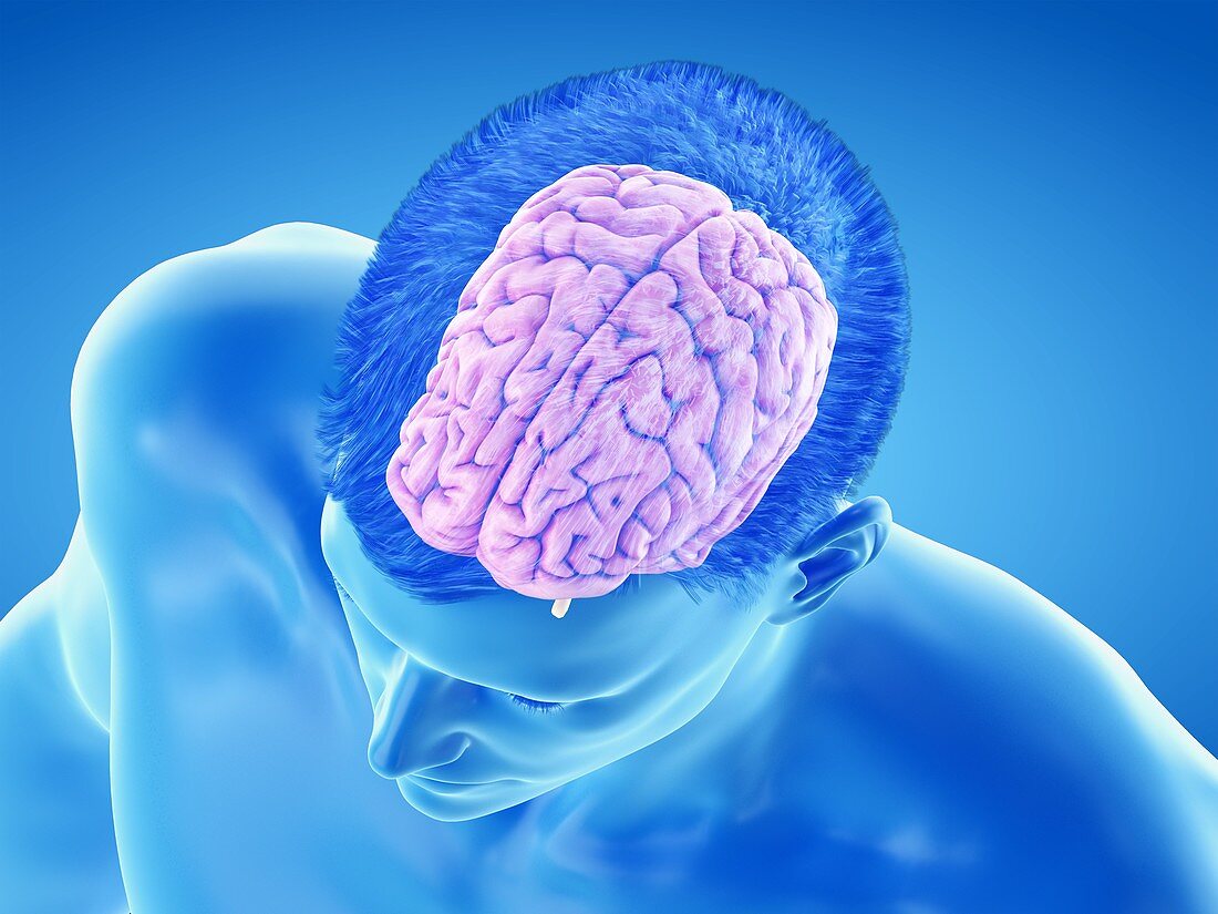 Cortex of the brain, illustration