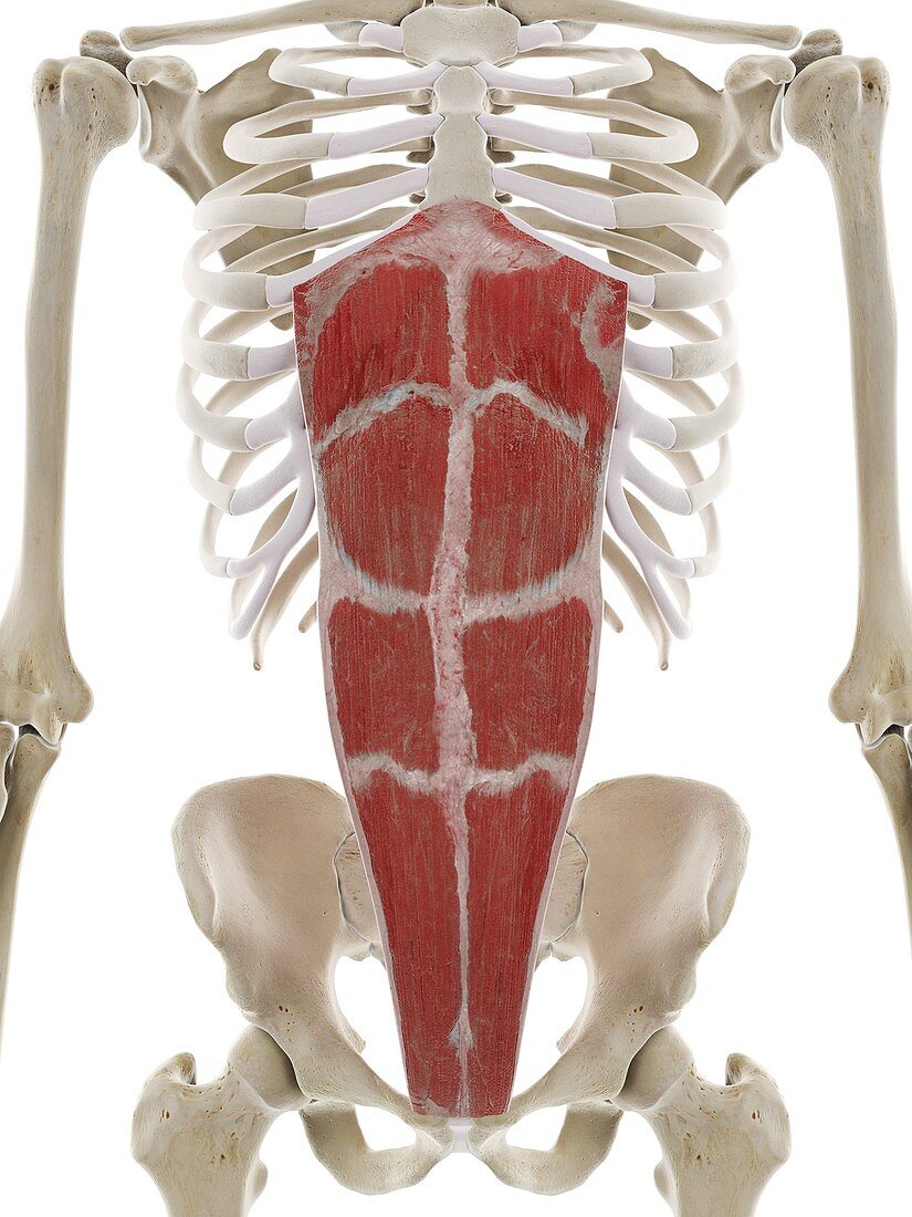 Rectus abdominis muscle, illustration