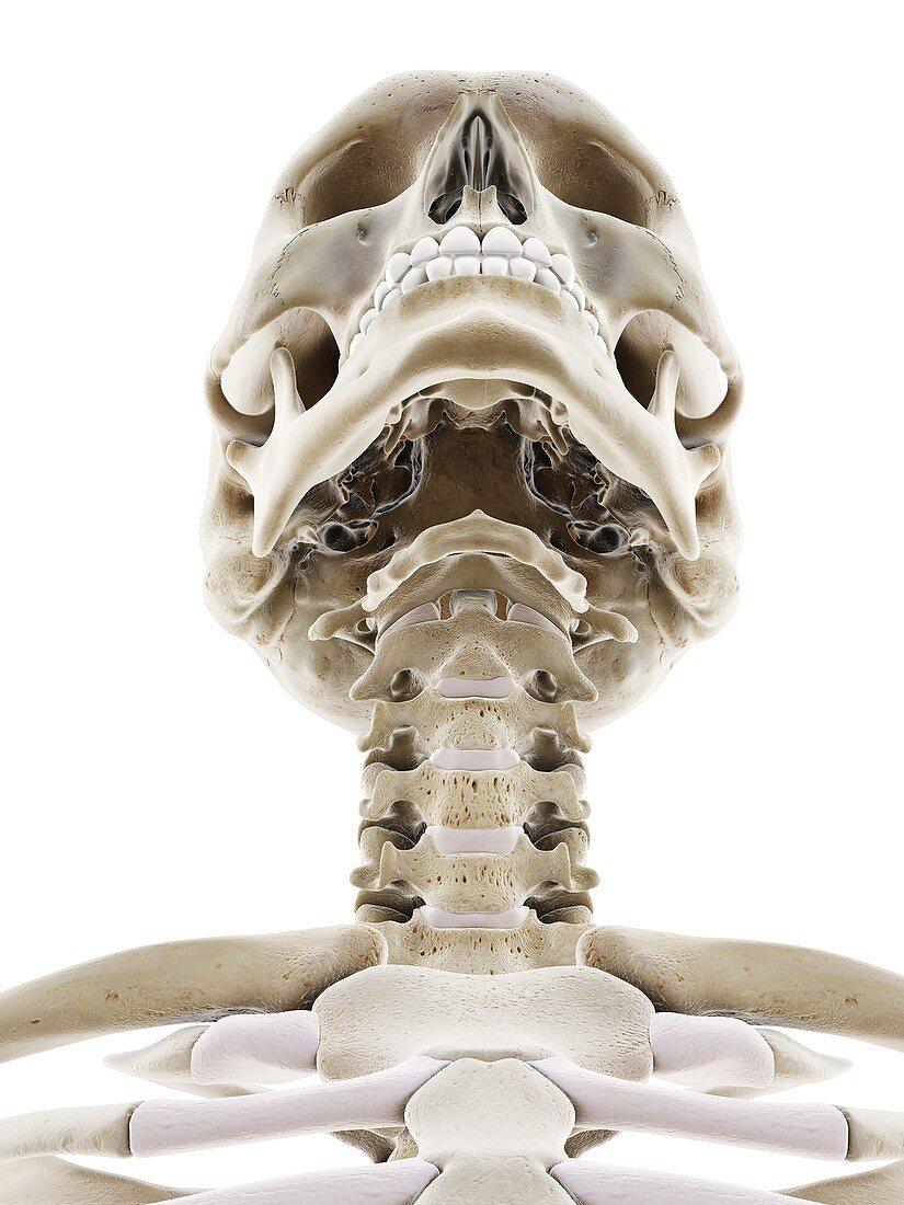 Skeletal head, illustration