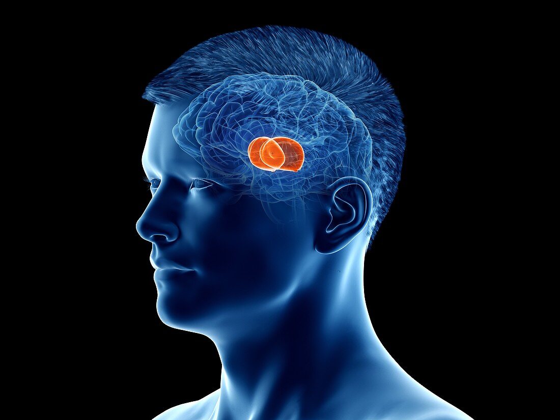 Thalamus of the brain, illustration