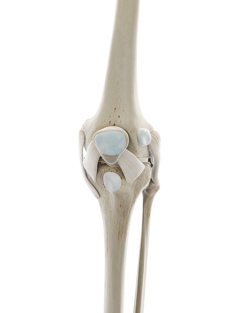 Ligaments of the knee, illustration