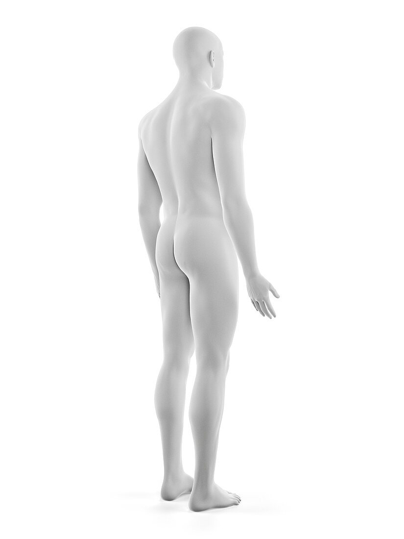 Male body, illustration