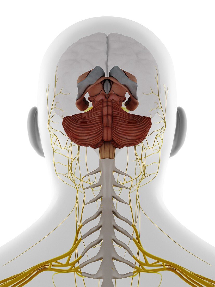 Male head and neck nerves and brain, illustration