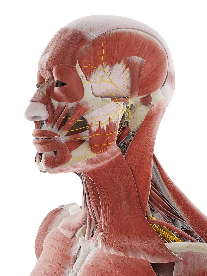 Nerves and muscles of the head, illustration