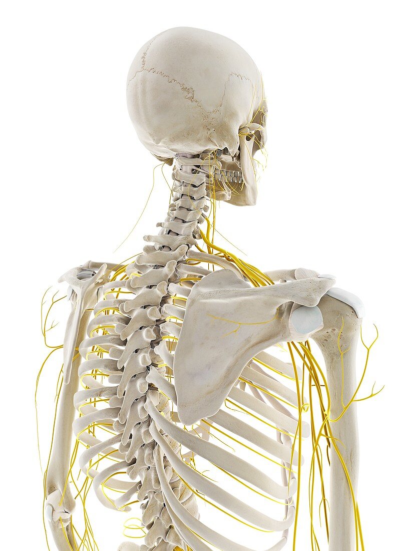 Nerves of the back, illustration
