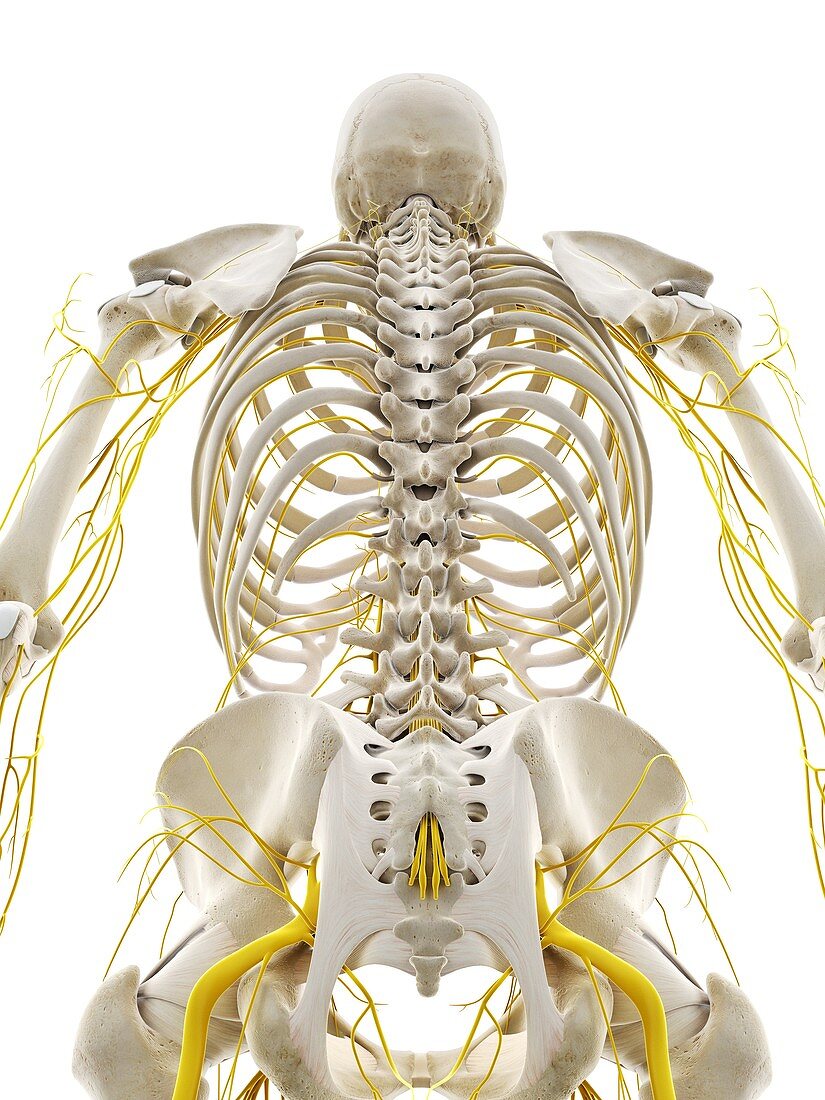 Nerves of the back, illustration