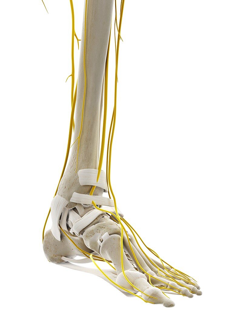 Nerves of the foot, illustration