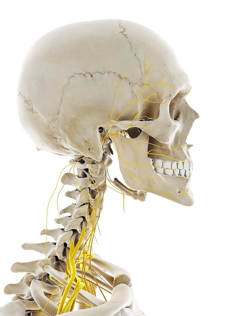 Nerves of the head, illustration