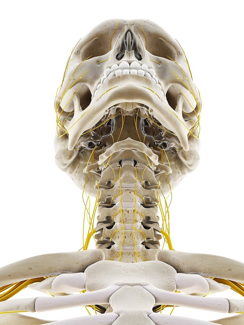 Nerves of the head, illustration