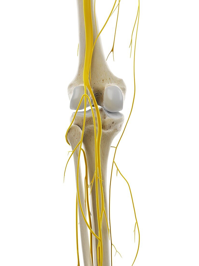 Nerves of the knee, illustration