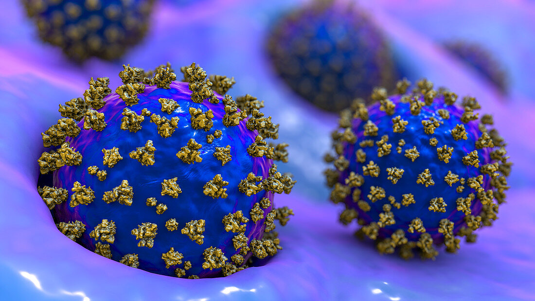 Covid-19 coronaviruses infecting human cells, illustration