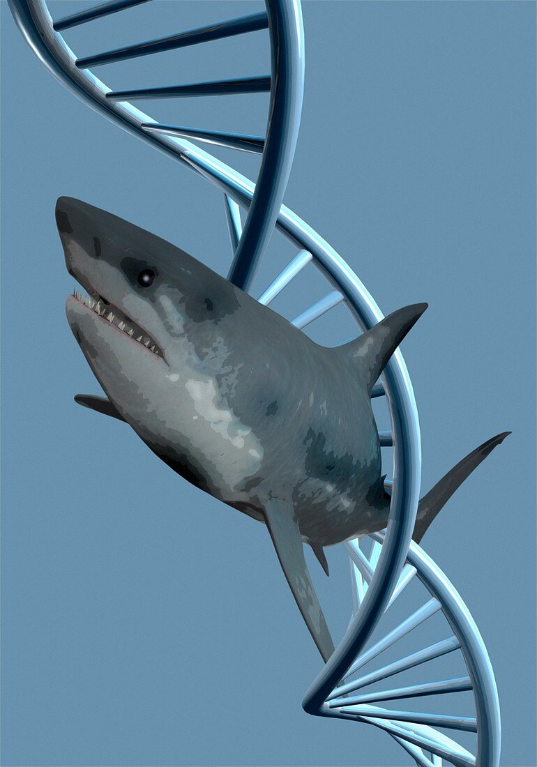 Shark DNA, illustration