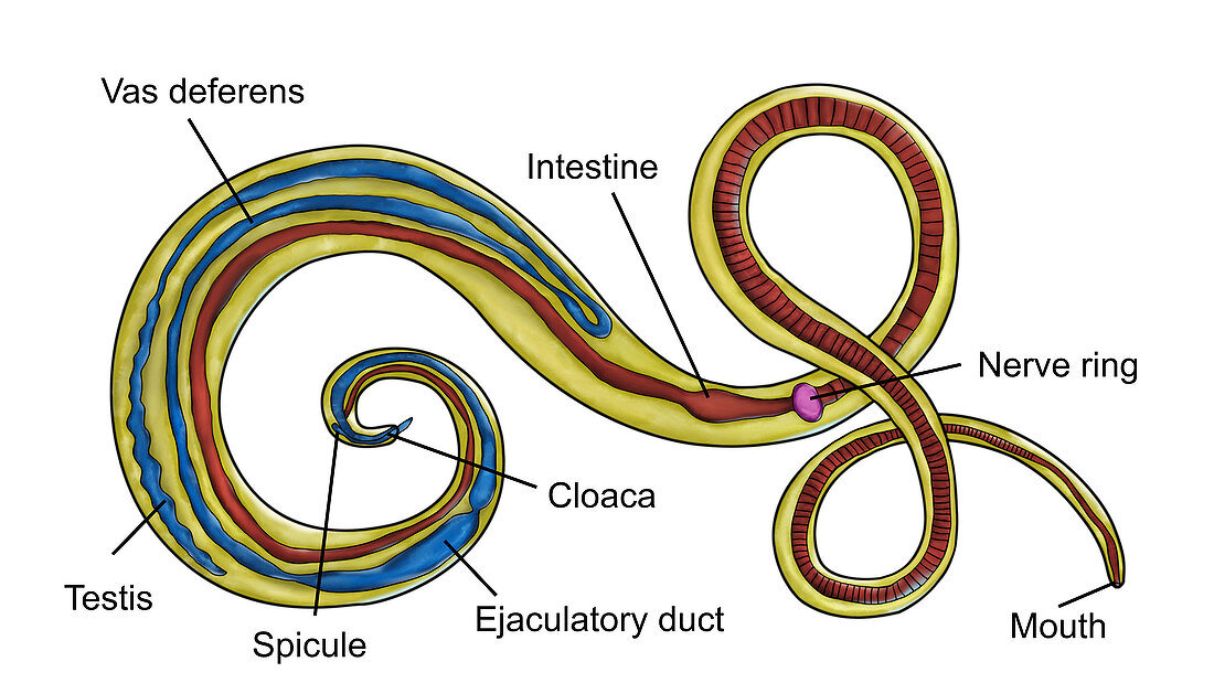 Male whipworm, illustration