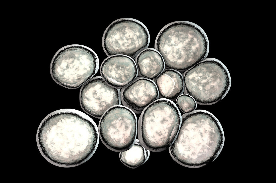 Ureaplasma urealyticum bacteria, illustration