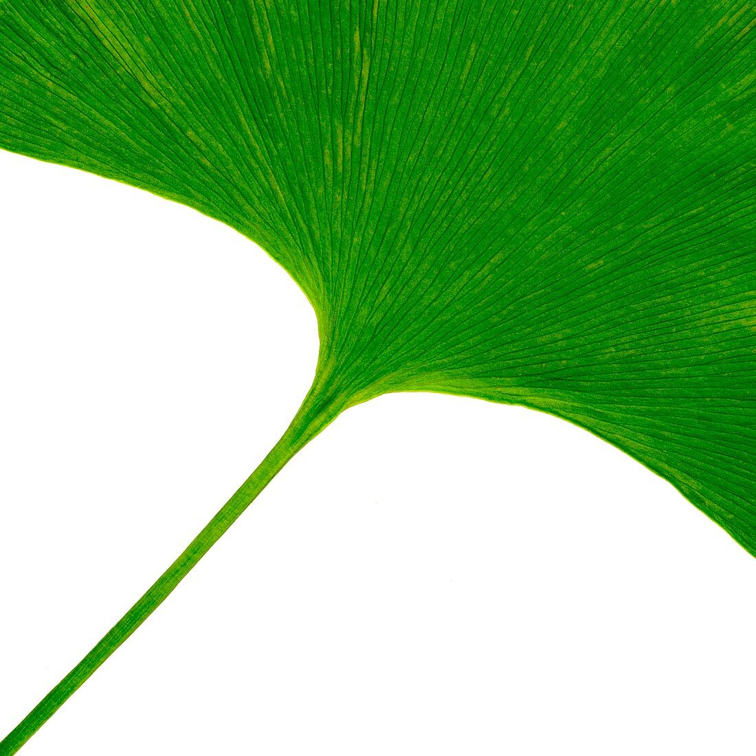 Ginkgo biloba leaf
