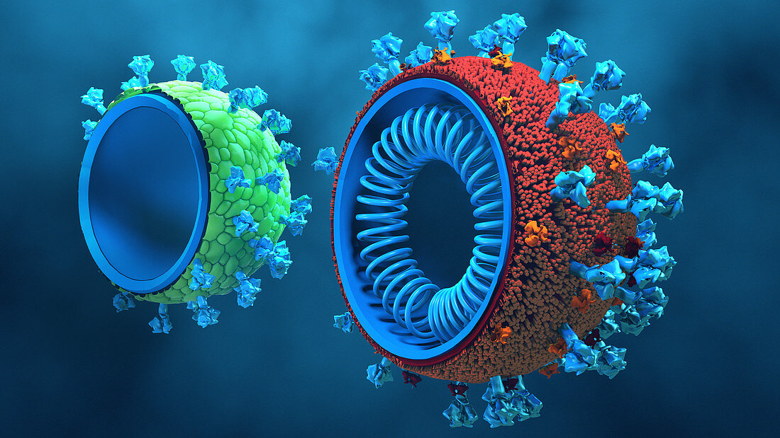 Virus-like protein vaccine for Covid-19, illustration