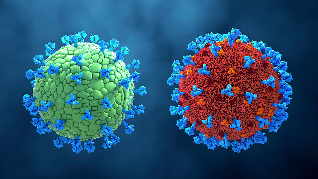 Virus-like protein vaccine for Covid-19, illustration
