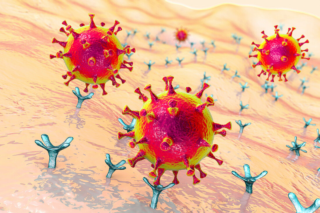 Covid-19 coronavirus binding to human cell, illustration