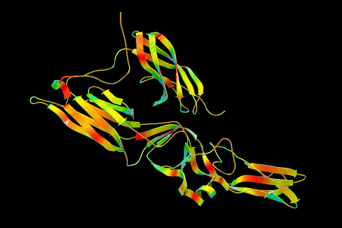 Hantavirus glycoprotein Gc, molecular model