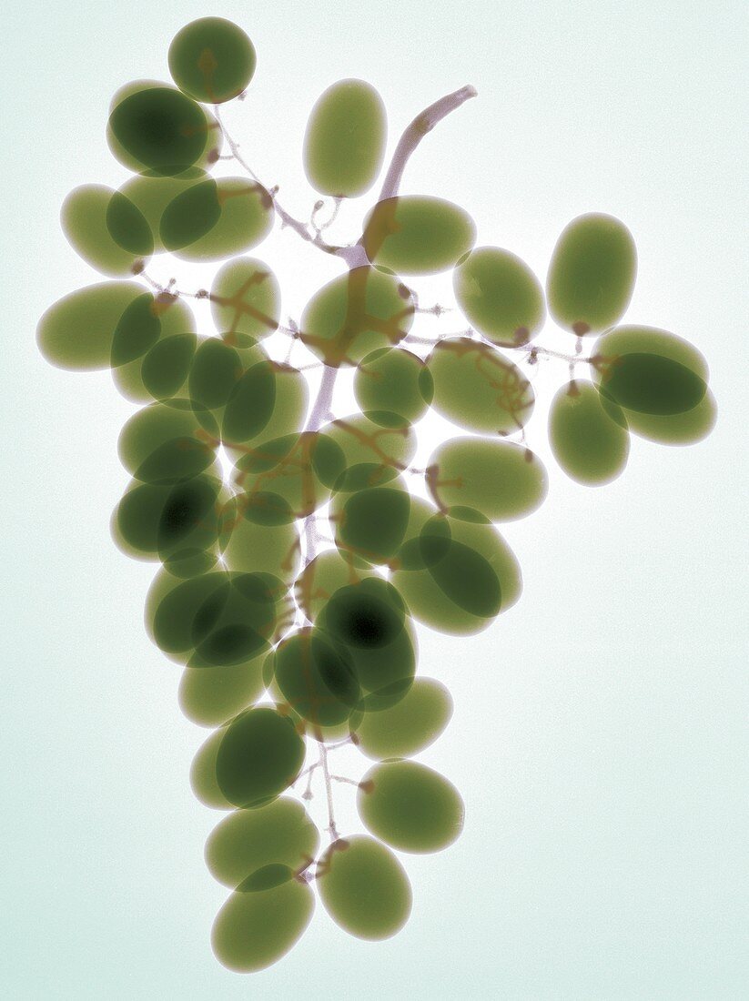 Grapes, X-ray