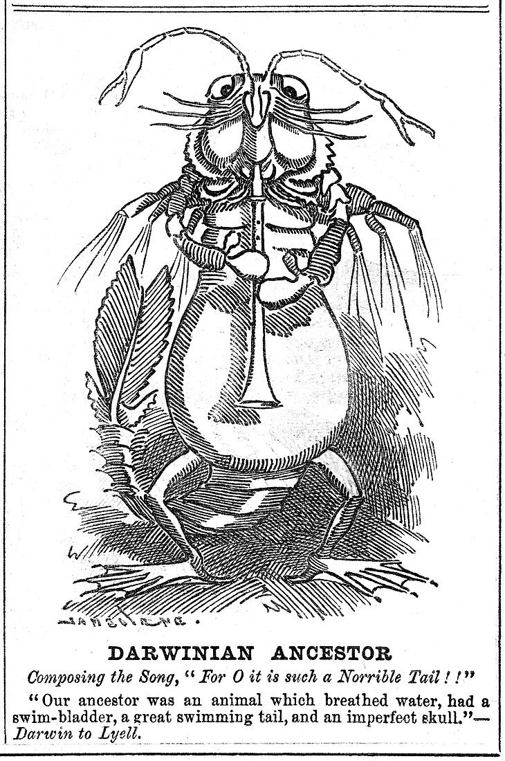 Darwinian Ancestor', 1887