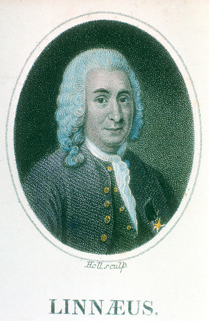 Carolus Linnaeus, Swedish scientist and naturalist
