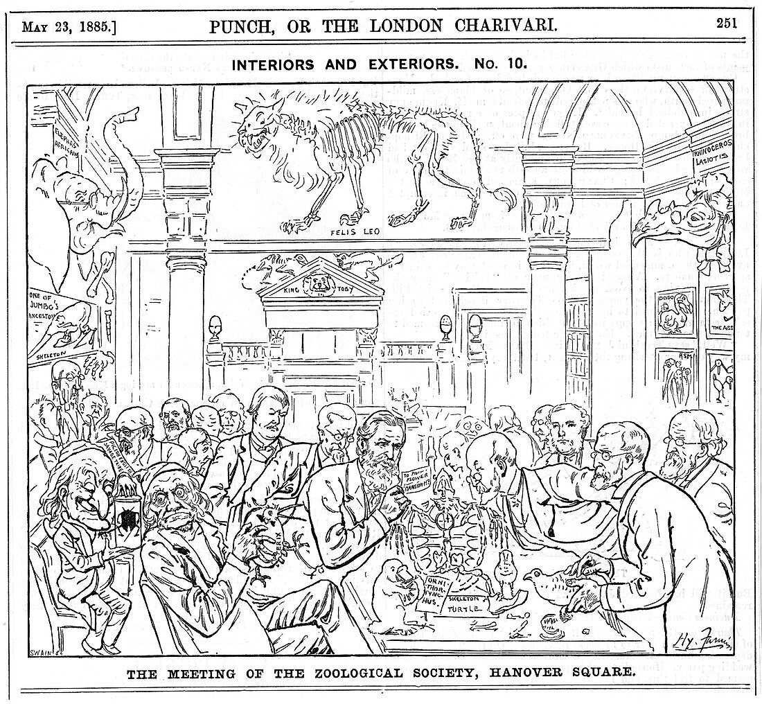 Meeting of the Zoological Society, London, 1885