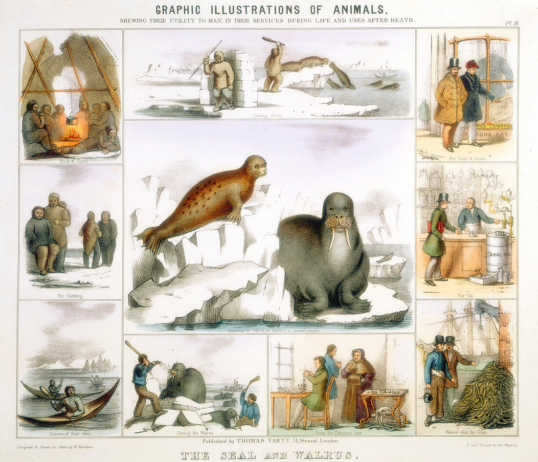 The Seal and the Walrus, c1850