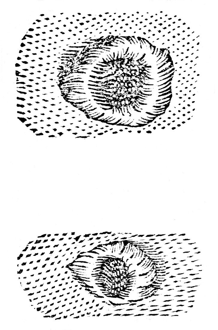 Galileo's drawing of lunar craters, 1611