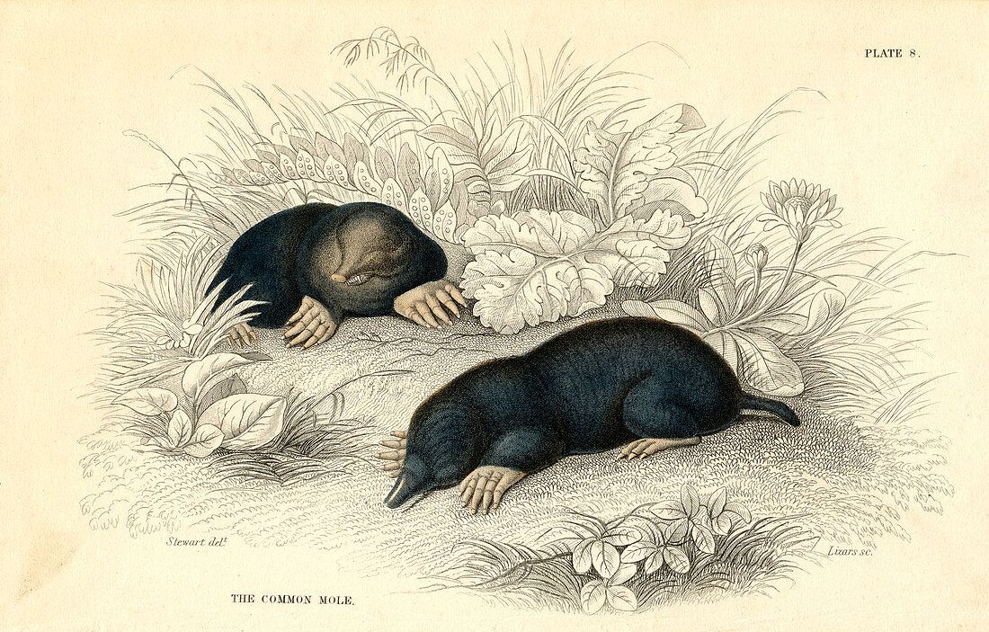 The common cole, 1828