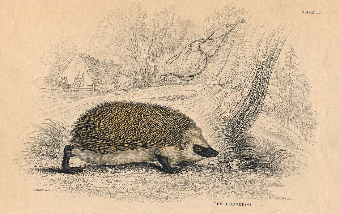 Hedgehog, 1828