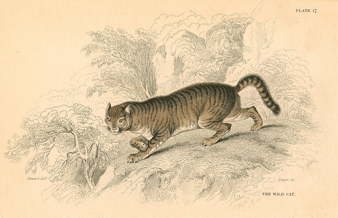 European wild cat, 1828