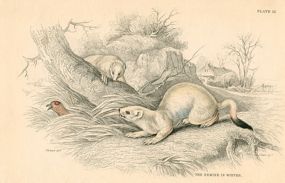 Stoat, member of the weasel family, 1828
